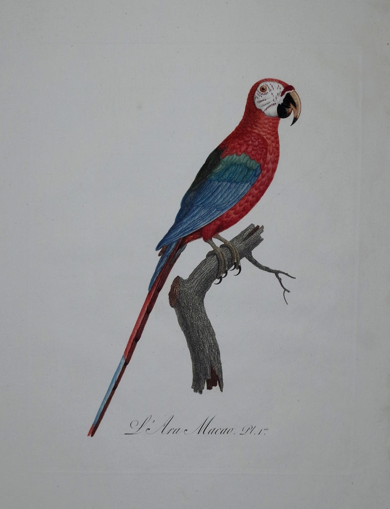 Jacques Barraband. L'ara Macao. 1801-1805.