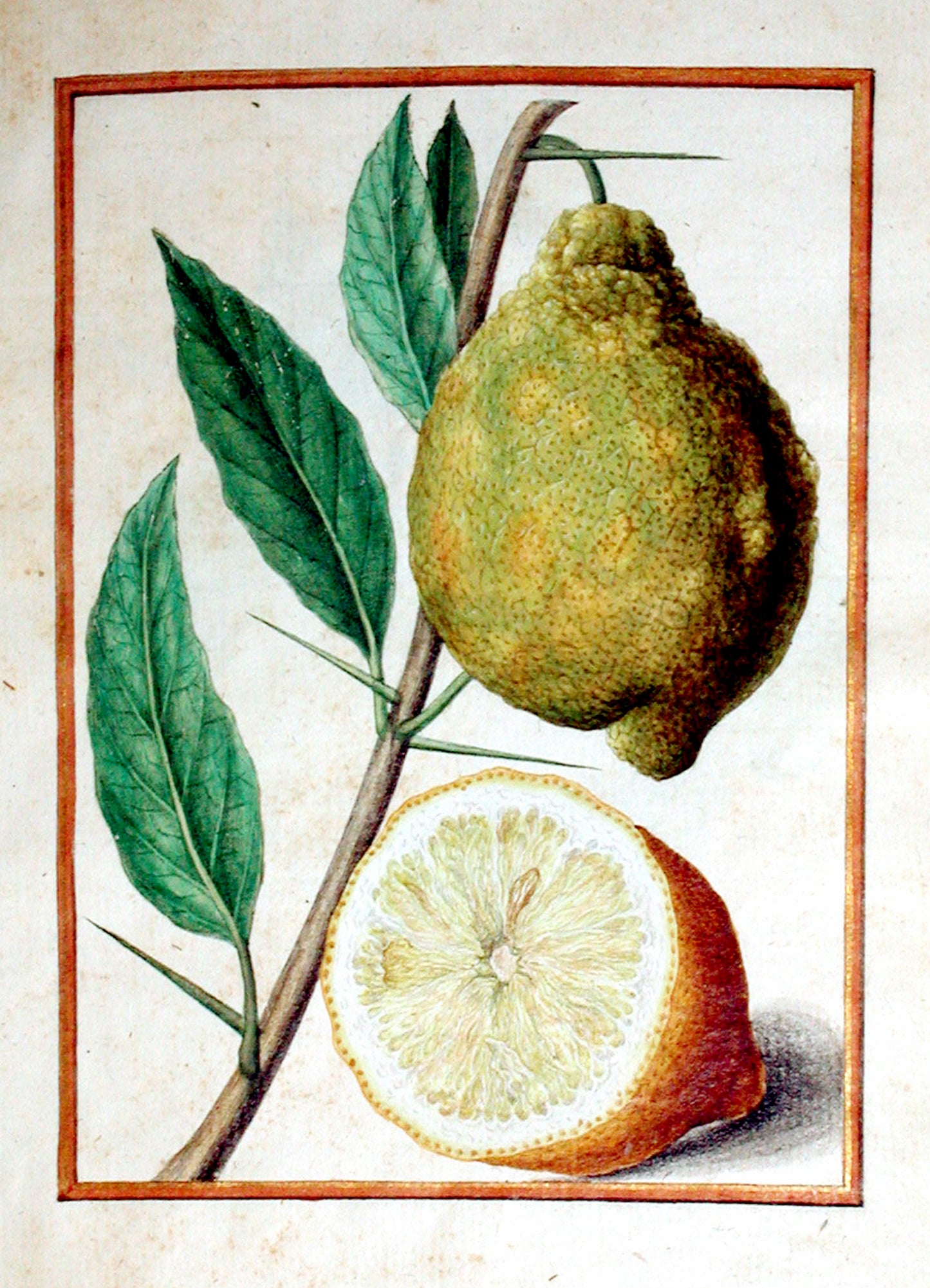 JACQUES LE MOYNE DE MORGUES (FRENCH, CA. 1533-1588) f.79: Lemon Watercolor and gouache on paper prepared as vellum