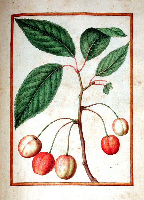 Jacques le Moyne de Morgues (French, ca. 1533-1588). Wild Cherry.