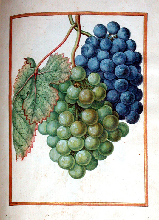 Jacques le Moyne de Morgues (French, ca. 1533-1588). Grape-vine.