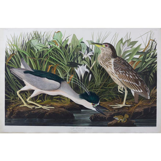 AUDUBON, John James (1785 - 1851).  Night Heron, Plate 236.  Aquatint engraving with original hand color.  London: Robert Havell, 1827-1838.