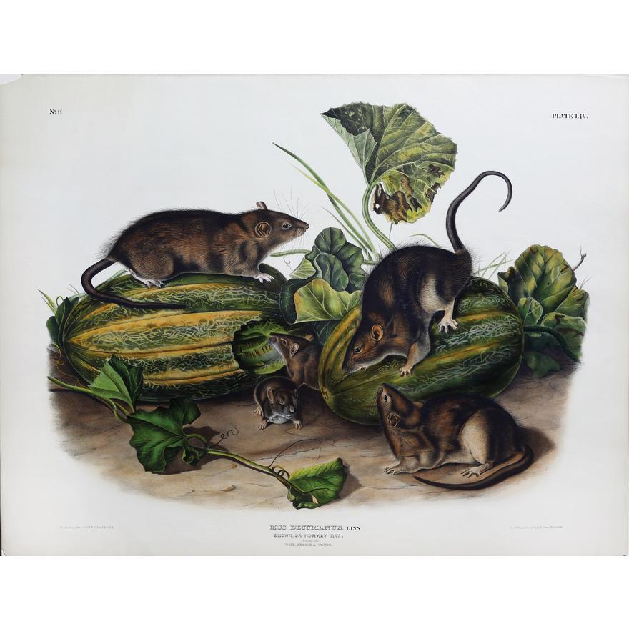 Painted by John James Audubon (1785-1851) with background likely by Victor Gifford Audubon (1809-1860)  Plate LIV - Norway Rat  From: Viviparous Quadrupeds of North America  New York: 1845-1848  Hand colored lithograph  Sheet size: 21 ¼” x 27”