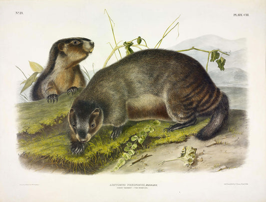 John James Audubon (1785-1851). Hoary Marmot -- The Whistler, Plate 103. The Viviparous Quadrupeds of North America.