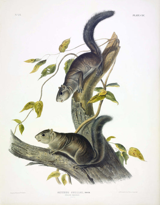 John James Audubon (1785-1851) Collie Squirrel, Plate 104. The Viviparous Quadrupeds of North America.