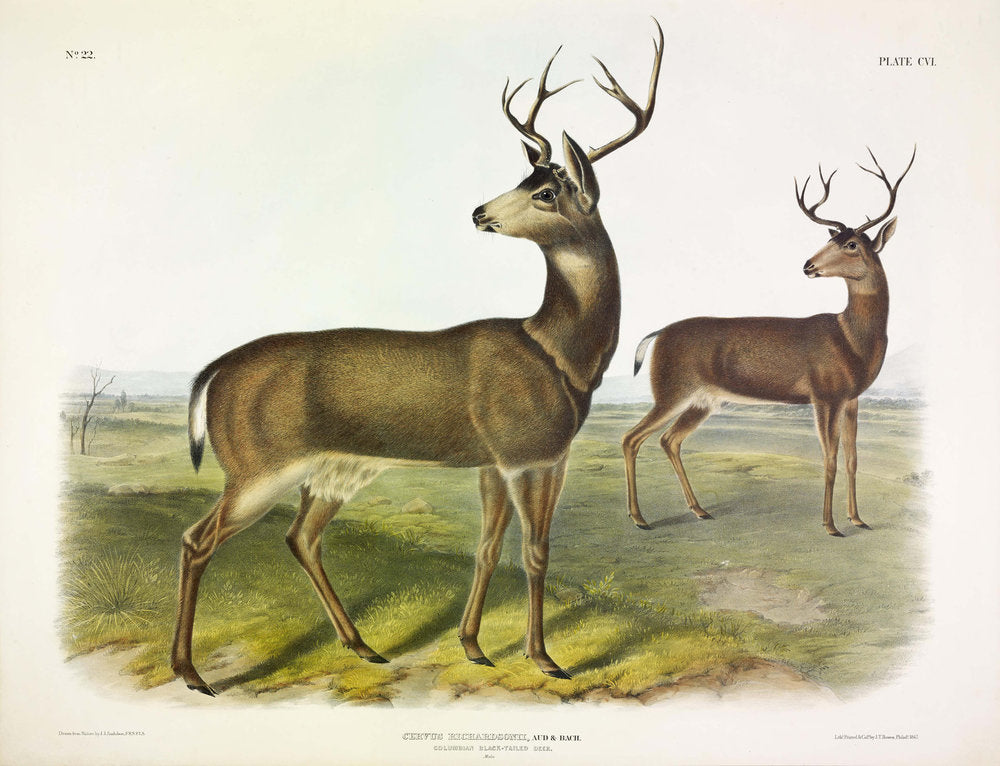 Painted by John James Audubon (1785-1851) with background likely by Victor Gifford Audubon (1809-1860)  Plate CVI - Columbian Black Tailed Deer  From: Viviparous Quadrupeds of North America  New York: 1845-1848  Hand colored lithograph  Sheet size: 21 ¼” x 27”