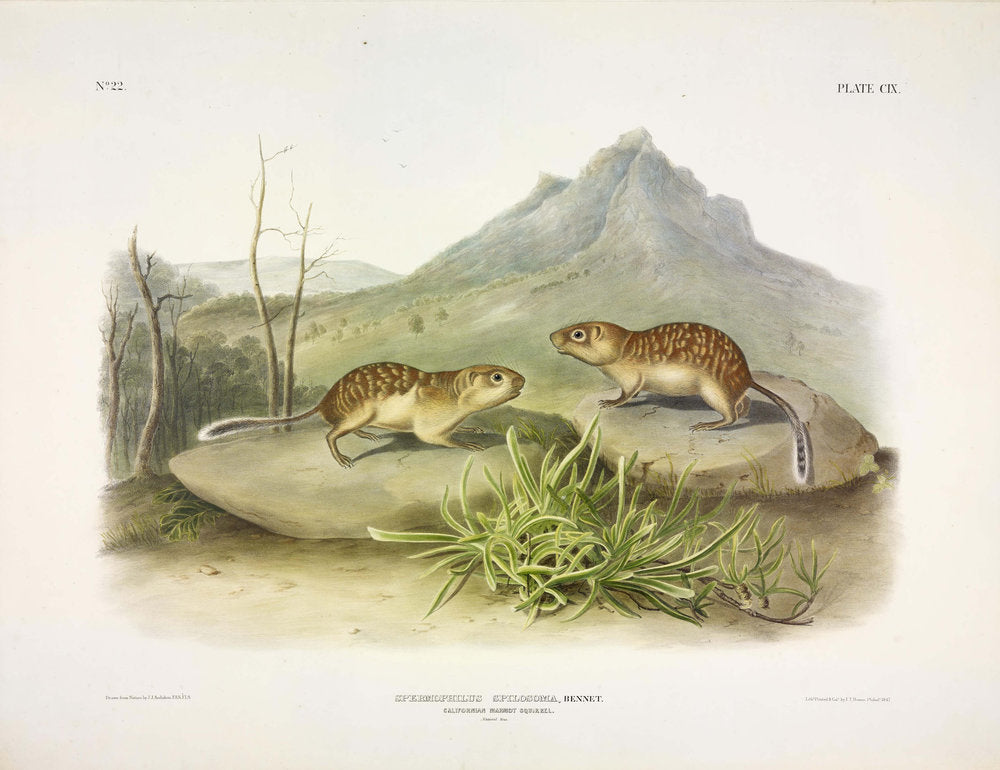 John James Audubon (1785-1851). California Marmot Squirrel, Plate 109. The Viviparous Quadrupeds of North America.