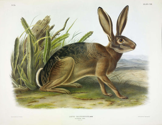 John James Audubon (1785-1851). California Hare, Plate 112. The Viviparous Quadrupeds of North America.