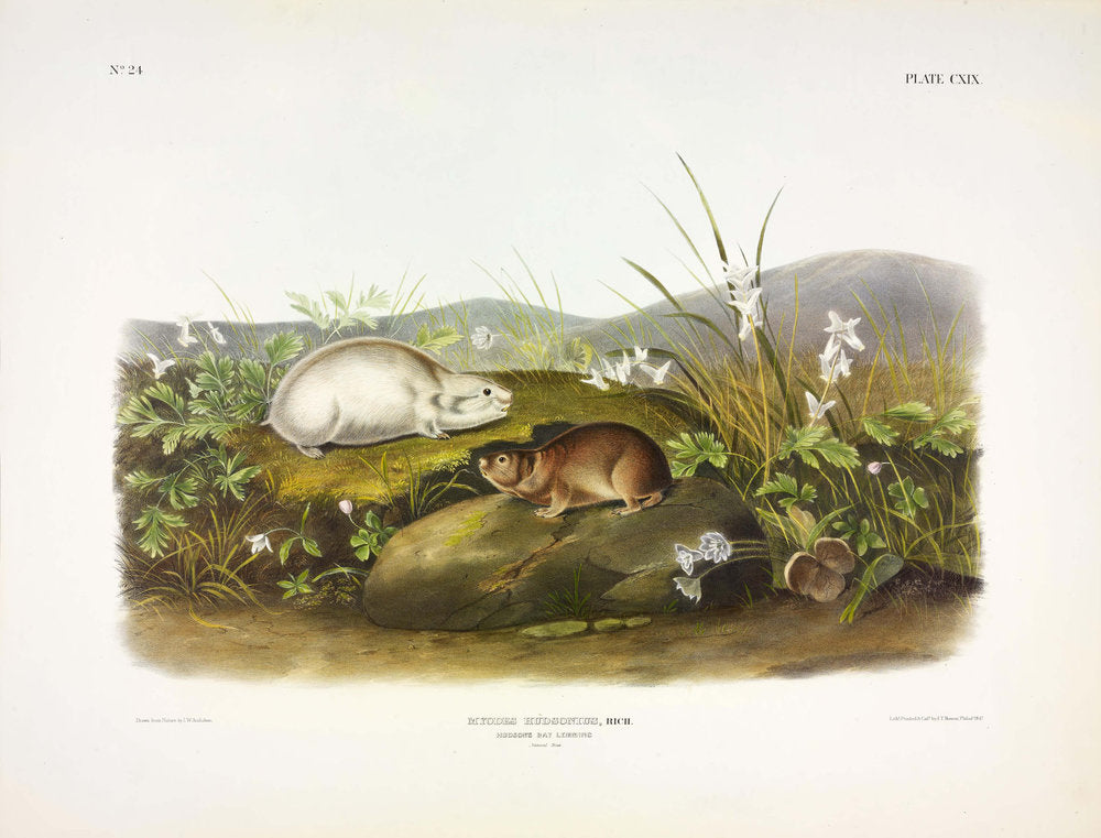 John James Audubon (1785-1851). Hudson's Bay Lemming, Plate 119. The Viviparous Quadrupeds of North America.