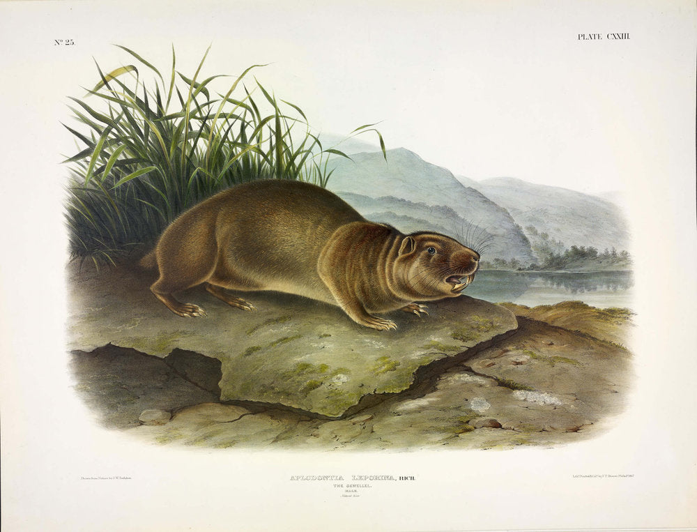 John James Audubon (1785-1851). Sewellel, Plate 123. The Viviparous Quadrupeds of North America.