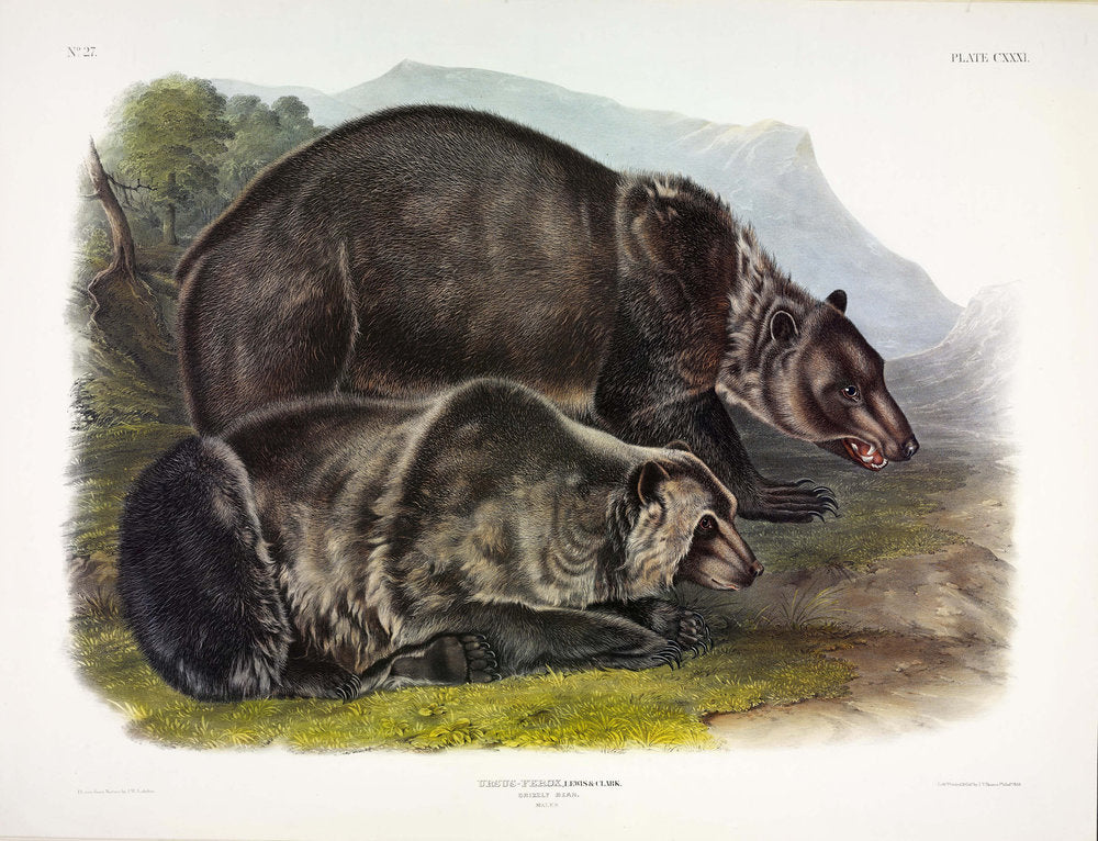 Painted by John James Audubon (1785-1851) with background likely by Victor Gifford Audubon (1809-1860)  Plate CXXXI - Grizzly Bear  From: Viviparous Quadrupeds of North America  New York: 1845-1848  Hand colored lithograph  Sheet size: 21 ¼” x 27”