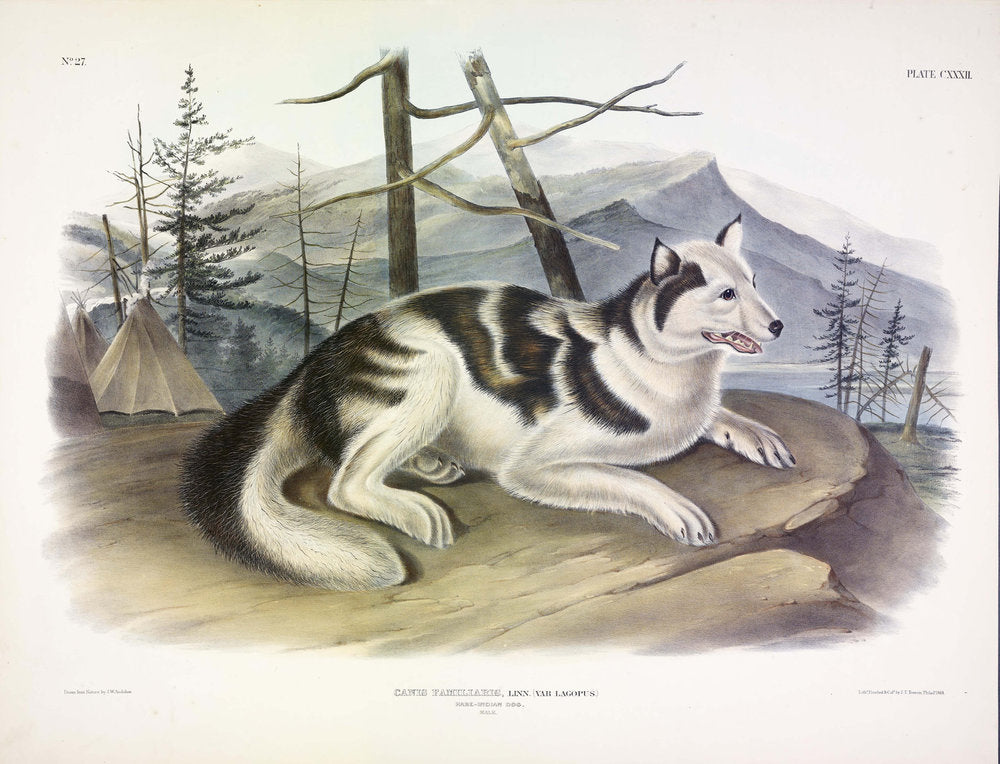Painted by John James Audubon (1785-1851) with background likely by Victor Gifford Audubon (1809-1860)  Plate CXXXII - Hare Indian Dog  From: Viviparous Quadrupeds of North America  New York: 1845-1848  Hand colored lithograph  Sheet size: 21 ¼” x 27”