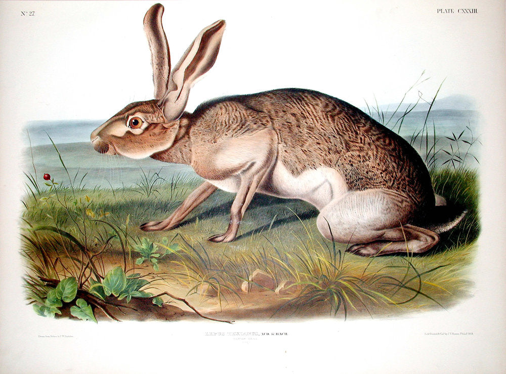 Painted by John James Audubon (1785-1851) and John Woodhouse Audubon (1812–1862) with background likely by Victor Gifford Audubon (1809-1860)  Lithographed by J. T. Bowen &. Co. Lithograph with hand color, paper dimensions: approximately 22 x 28 inches From Vol. III, Part 27 of John James Audubon and John Bachman’s (1790-1875) The Viviparous Quadrupeds of North America. New York: V.G. Audubon, 1845-1848.  Lepus Texianus, Aud. & Bach. Texian Har