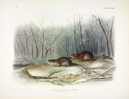 John James Audubon (1785-1851). Richardson's Meadow Mouse, Plate 135. The Viviparous Quadrupeds of North America.