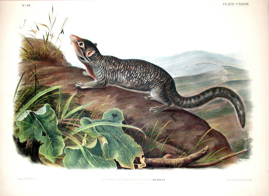 John James Audubon (1785-1851). Long tailed Spermophile, Plate 139. The Viviparous Quadrupeds of North America.