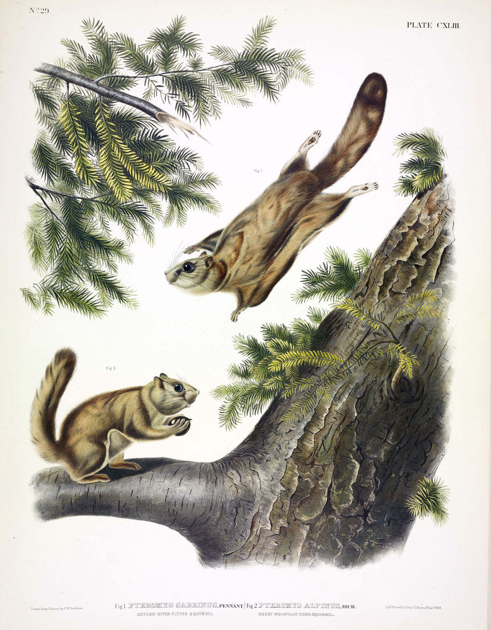 Painted by John James Audubon (1785-1851) with background likely by Victor Gifford Audubon (1809-1860)  Plate CXXXXIII - Severn River Flying Squirrel  From: Viviparous Quadrupeds of North America  New York: 1845-1848  Hand colored lithograph  Sheet size: 21 ¼” x 27”