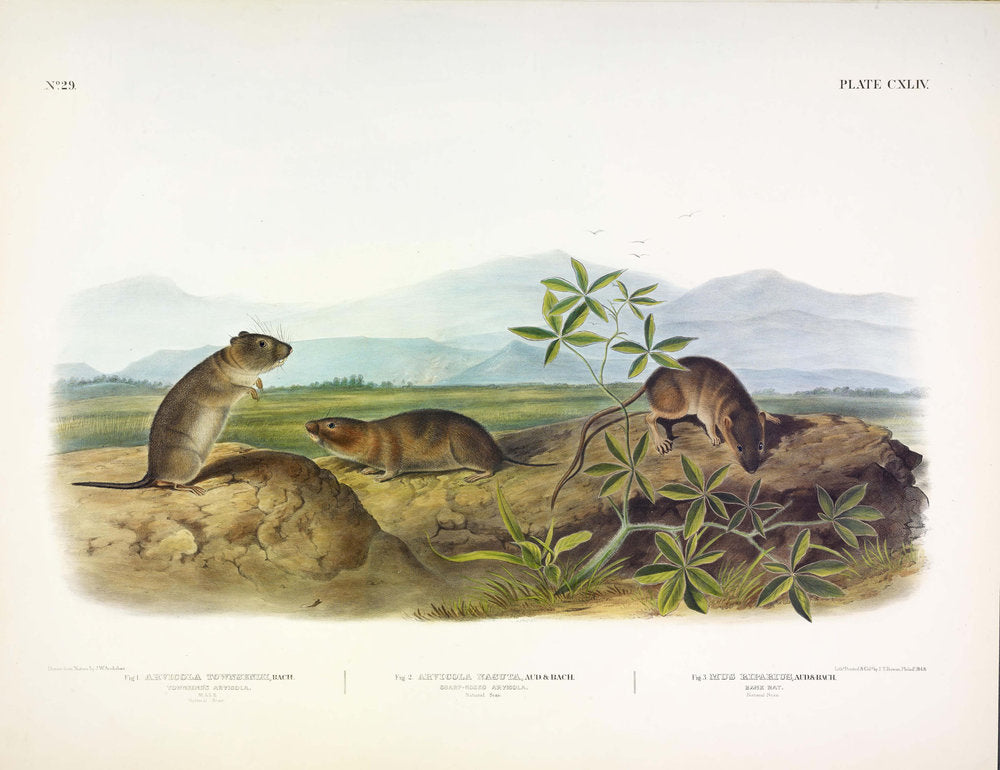 John James Audubon (1785-1851). Townsend's Aruicola, Plate 144. The Viviparous Quadrupeds of North America.