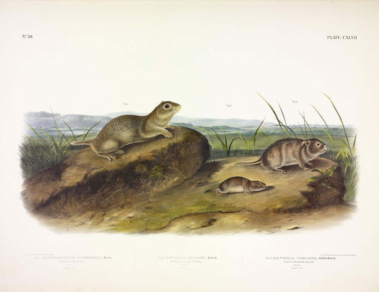 John James Audubon (1785-1851). American Souslik, Plate 147. The Viviparous Quadrupeds of North America.