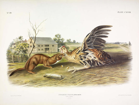 John James Audubon (1785-1851). Tawny Weasel, Plate 148. The Viviparous Quadrupeds of North America.