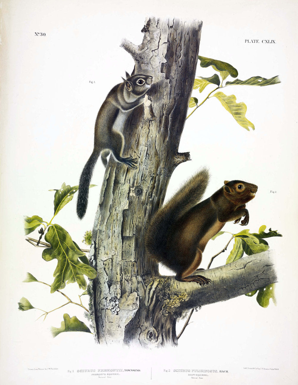 John James Audubon (1785-1851). Fremont's Squirrel, Plate 149. The Viviparous Quadrupeds of North America.