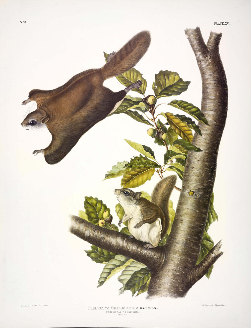 Plate I - Common American Wildcat From: Viviparous Quadrupeds of North America New York: 1845-1848 Hand colored lithograph Sheet size: 21 ¼” x 27”