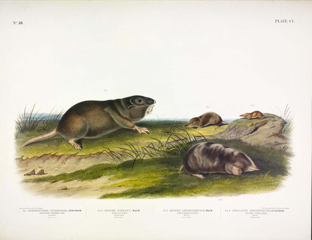 John James Audubon (1785-1851). Southern Pouched Rat, Plate 150. The Viviparous Quadrupeds of North America.