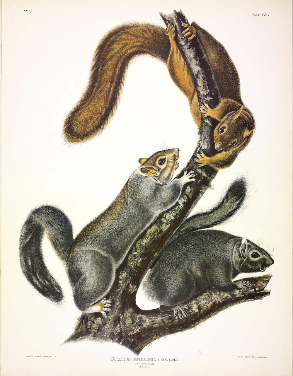 Painted by John James Audubon (1785-1851) with background likely by Victor Gifford Audubon (1809-1860)  Plate XVII - Cat Squirrel  From: Viviparous Quadrupeds of North America  New York: 1845-1848  Hand colored lithograph  Sheet size: 21 ¼” x 27”