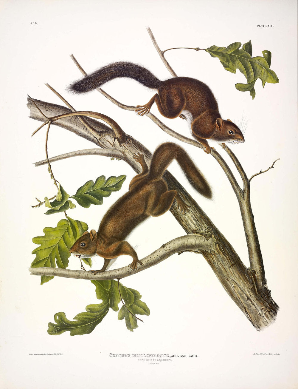 Painted by John James Audubon (1785-1851) with background likely by Victor Gifford Audubon (1809-1860)  Plate XIX - Soft Hare Squirrel  From: Viviparous Quadrupeds of North America  New York: 1845-1848  Hand colored lithograph  Sheet size: 21 ¼” x 27”