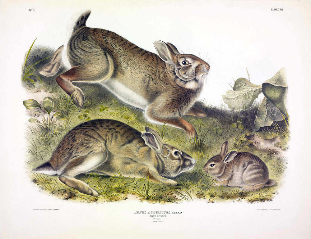 Painted by John James Audubon (1785-1851) with background likely by Victor Gifford Audubon (1809-1860)  Plate XXII - Grey Rabbit  From: Viviparous Quadrupeds of North America  New York: 1845-1848  Hand colored lithograph  Sheet size: 21 ¼” x 27”