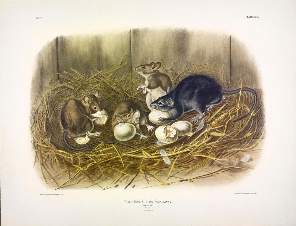 Painted by John James Audubon (1785-1851) with background likely by Victor Gifford Audubon (1809-1860)  Plate XXIII - The Black Rat  From: Viviparous Quadrupeds of North America  New York: 1845-1848  Hand colored lithograph  Sheet size: 21 ¼” x 27”