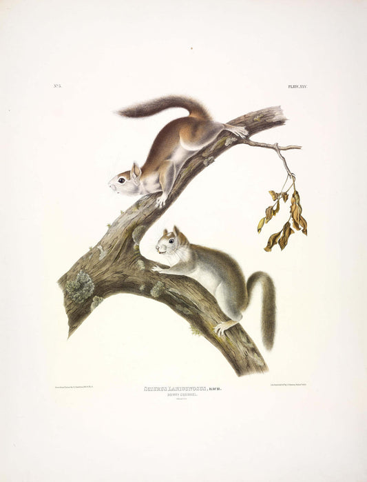 Painted by John James Audubon (1785-1851) with background likely by Victor Gifford Audubon (1809-1860)  Plate XXV - Downy Squirrel  From: Viviparous Quadrupeds of North America  New York: 1845-1848  Hand colored lithograph  Sheet size: 21 ¼” x 27”