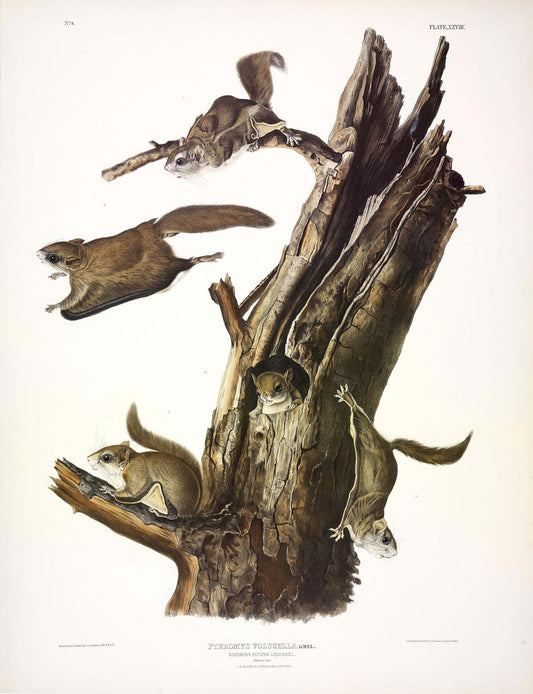 Painted by John James Audubon (1785-1851) with background likely by Victor Gifford Audubon (1809-1860)  Plate XXVIII - Common Flying Squirrel  From: Viviparous Quadrupeds of North America  New York: 1845-1848  Hand colored lithograph  Sheet size: 21 ¼” x 27”