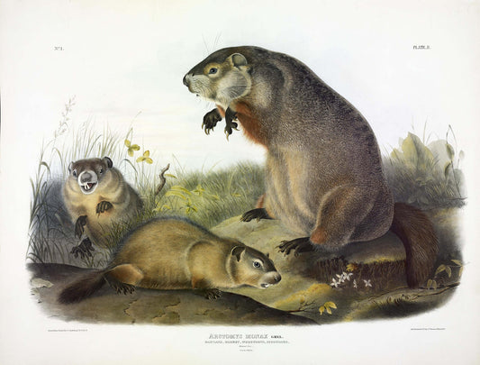 John James Audubon (1785-1851) & John Woodhouse Audubon (1812-1862)  Plate II, Ground Hog  From The Viviparous Quadrupeds of North America  New York: J.J. Audubon, [1845-1849].  Lithograph with original hand-coloring  Paper dimensions: approximately 22 x 28 inches