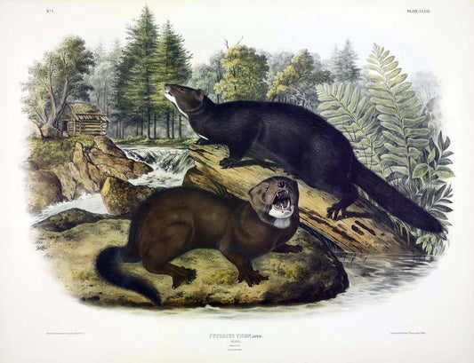 Painted by John James Audubon (1785-1851) with background likely by Victor Gifford Audubon (1809-1860)  Plate XXXIII - Mink  From: Viviparous Quadrupeds of North America  New York: 1845-1848  Hand colored lithograph  Sheet size: 21 ¼” x 27”
