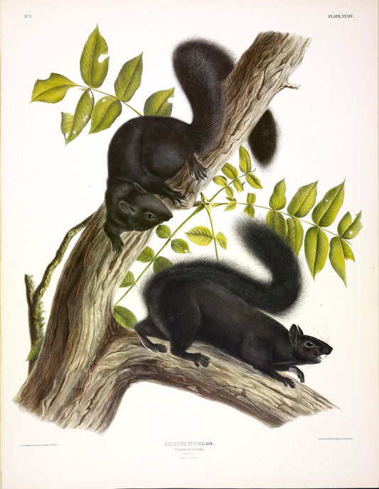 AUDUBON, John James (1785-1851) Vol. I, Plate 34, Black Squirrel