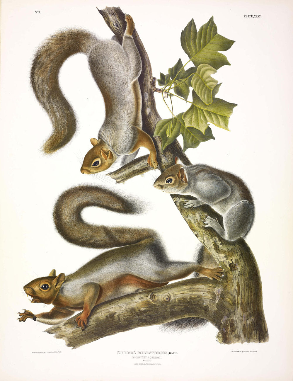 Painted by John James Audubon (1785-1851) with background likely by Victor Gifford Audubon (1809-1860)  Plate XXXV - Migratory Squirrel  From: Viviparous Quadrupeds of North America  New York: 1845-1848  Hand colored lithograph  Sheet size: 21 ¼” x 27”