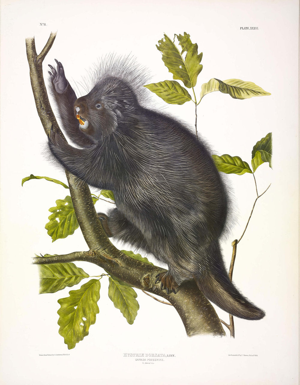 Painted by John James Audubon (1785-1851) with background likely by Victor Gifford Audubon (1809-1860)  Plate XXXVI - Canada Porcupine  From: Viviparous Quadrupeds of North America  New York: 1845-1848  Hand colored lithograph  Sheet size: 21 ¼” x 27”