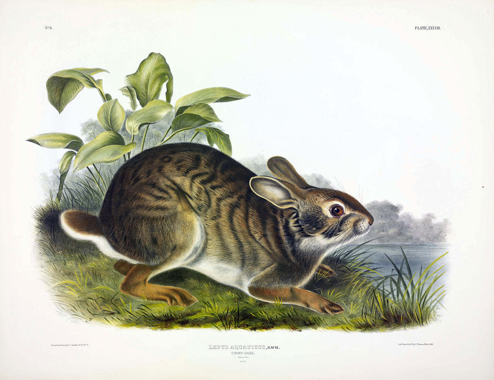 AUDUBON, John James (1785-1851) Vol. I, Plate 37, Swamp Hare
