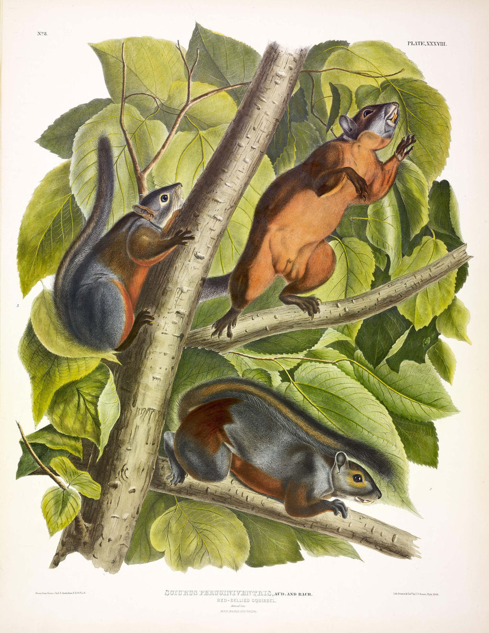 Painted by John James Audubon (1785-1851) with background likely by Victor Gifford Audubon (1809-1860)  Plate XXXVIII - Red-bellied Squirrel  From: Viviparous Quadrupeds of North America  New York: 1845-1848  Hand colored lithograph  Sheet size: 21 ¼” x 27”