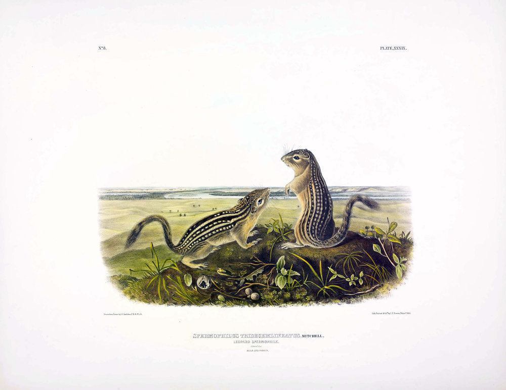 Painted by John James Audubon (1785-1851) with background likely by Victor Gifford Audubon (1809-1860) Lithographed by J. T. Bowen &. Co. Lithograph with hand color, paper dimensions: approximately 22 x 28 inches From Vol. I, Part 8 of John James Audubon and John Bachman’s (1790-1875) The Viviparous Quadrupeds of North America. New York: V.G. Audubon, 1845-1848.