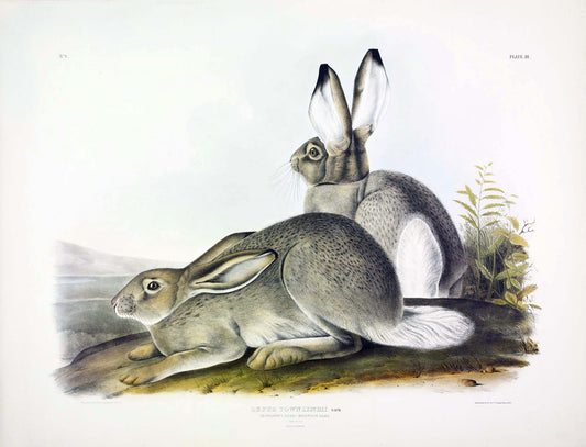 John James Audubon (1785-1851). Townsend's Rocky Mountain Hare, Plate 3. The Viviparous Quadrupeds of North America.