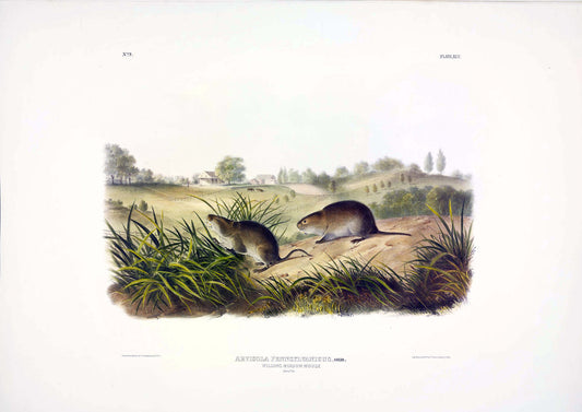 John James Audubon (1785-1851). Wilson's Meadow Mouse, Plate 45. The Viviparous Quadrupeds of North America.