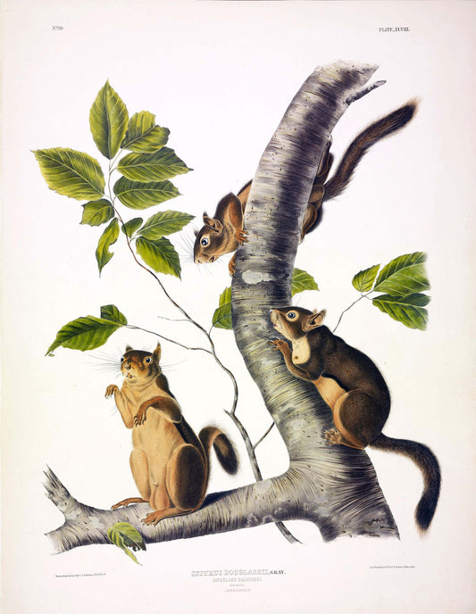 Painted by John James Audubon (1785-1851) with background likely by Victor Gifford Audubon (1809-1860)  Plate XXXXVIII - Douglass's Squirrel  From: Viviparous Quadrupeds of North America  New York: 1845-1848  Hand colored lithograph  Sheet size: 21 ¼” x 27”