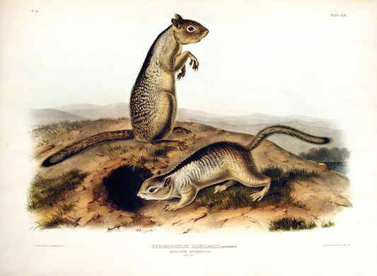 John James Audubon (1785-1851). Douglass's Spermophile, Plate 49. The Viviparous Quadrupeds of North America.