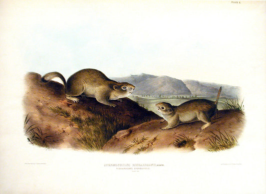 John James Audubon (1785-1851). Richardson's Spermophile, Plate 50. The Viviparous Quadrupeds of North America.
