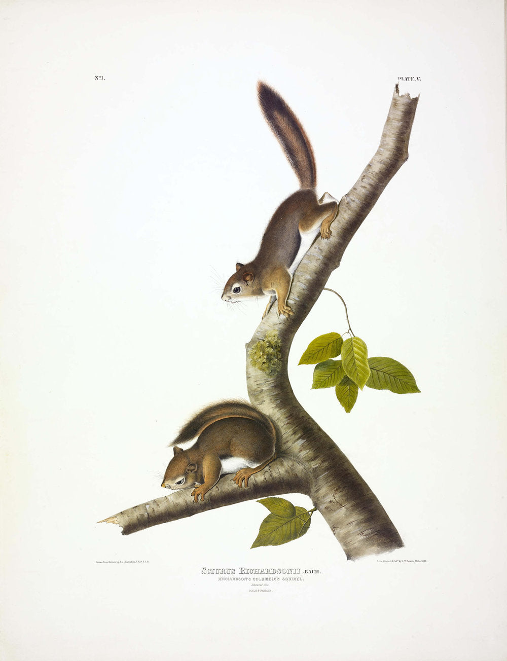 Painted by John James Audubon (1785-1851) with background likely by Victor Gifford Audubon (1809-1860)  Plate V - Richardson's Columbia Squirrel  From: Viviparous Quadrupeds of North America  New York: 1845-1848  Hand colored lithograph  Sheet size: 21 ¼” x 27”