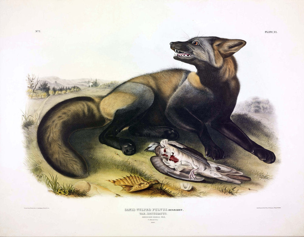 Painted by John James Audubon (1785-1851) with background likely by Victor Gifford Audubon (1809-1860)  Plate VI - American Cross Fox  From: Viviparous Quadrupeds of North America  New York: 1845-1848  Hand colored lithograph  Sheet size: 21 ¼” x 27”