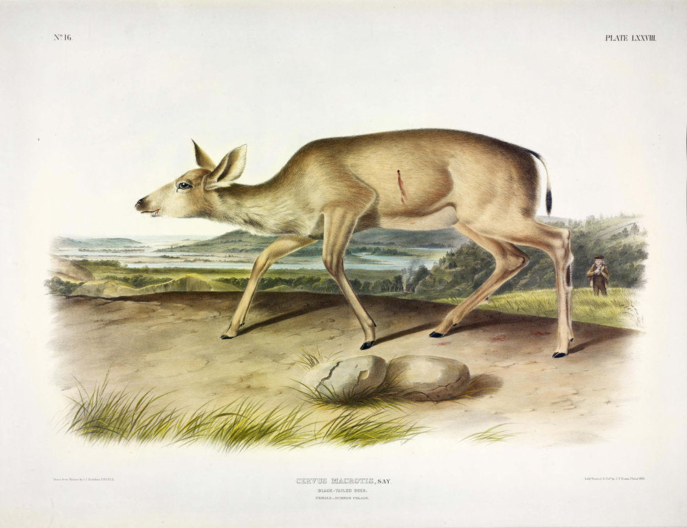 John James Audubon (1785-1851). Black Tailed Deer, Plate 78. The Viviparous Quadrupeds of North America.