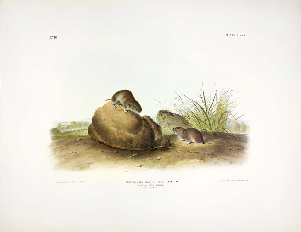 John James Audubon (1785-1851). Leconte's Pine Mouse, Plate 80. The Viviparous Quadrupeds of North America.