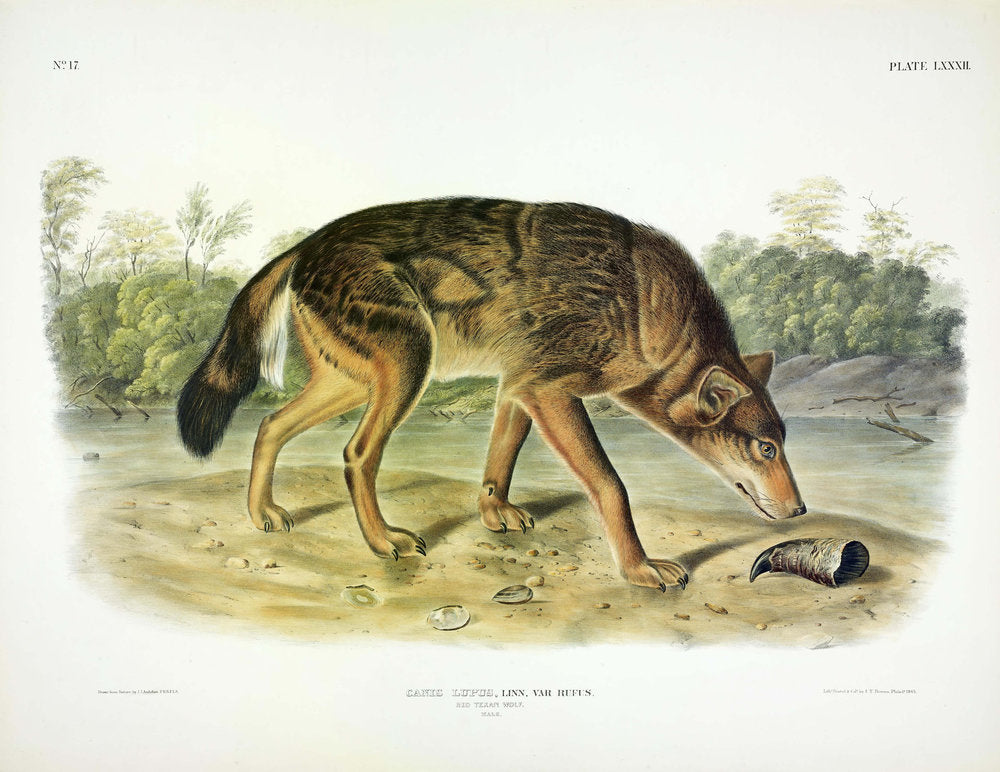 John James Audubon (1785-1851). Red Texan Wolf, Plate 82. The Viviparous Quadrupeds of North America.