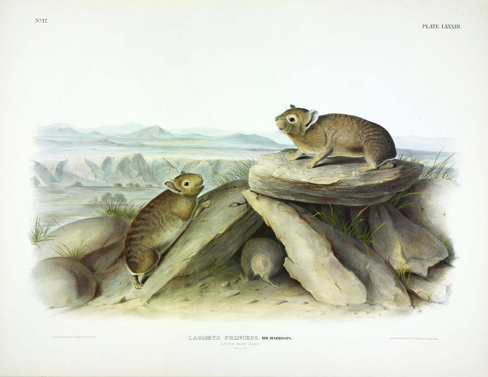 John James Audubon (1785-1851)   Plate LXXXIII - Little Chief Hare  From: Viviparous Quadrupeds of North America  New York: 1845-1848  Hand colored lithograph  Sheet size: 21 ¼” x 27”